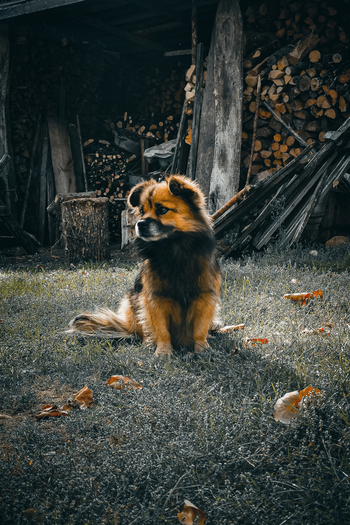 Рыжий