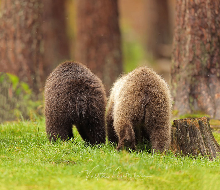 Опа! Опа! У кого пушистей попа?