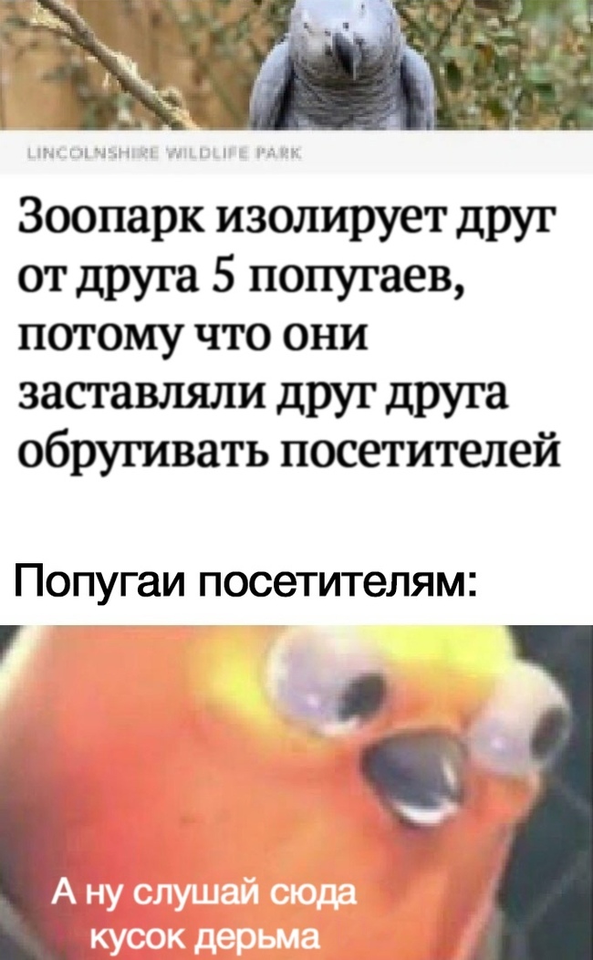 Если это не популярность то что это мем с попугаем. Смотреть фото Если это не популярность то что это мем с попугаем. Смотреть картинку Если это не популярность то что это мем с попугаем. Картинка про Если это не популярность то что это мем с попугаем. Фото Если это не популярность то что это мем с попугаем