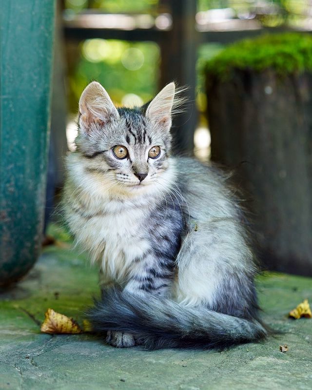 Простой уличный котёнок позирует у мусорного бака