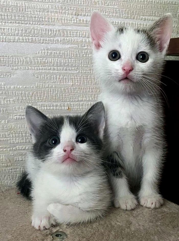 Сфоткай нас на загранпаспорт, в Париж охота!