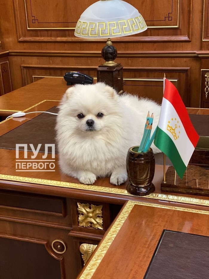 Что со шпицем лукашенко. Смотреть фото Что со шпицем лукашенко. Смотреть картинку Что со шпицем лукашенко. Картинка про Что со шпицем лукашенко. Фото Что со шпицем лукашенко