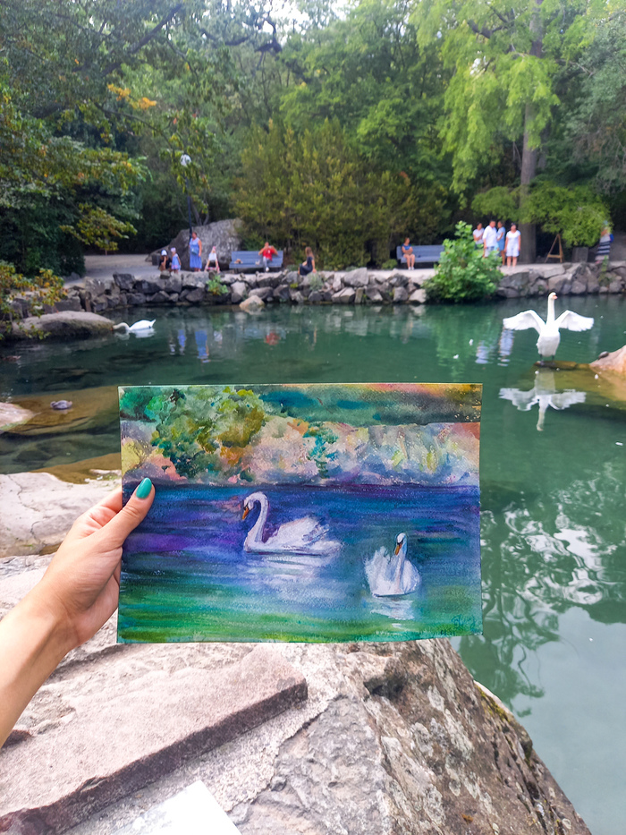 Лебеди. Акварель