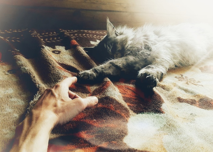 ���������� ����