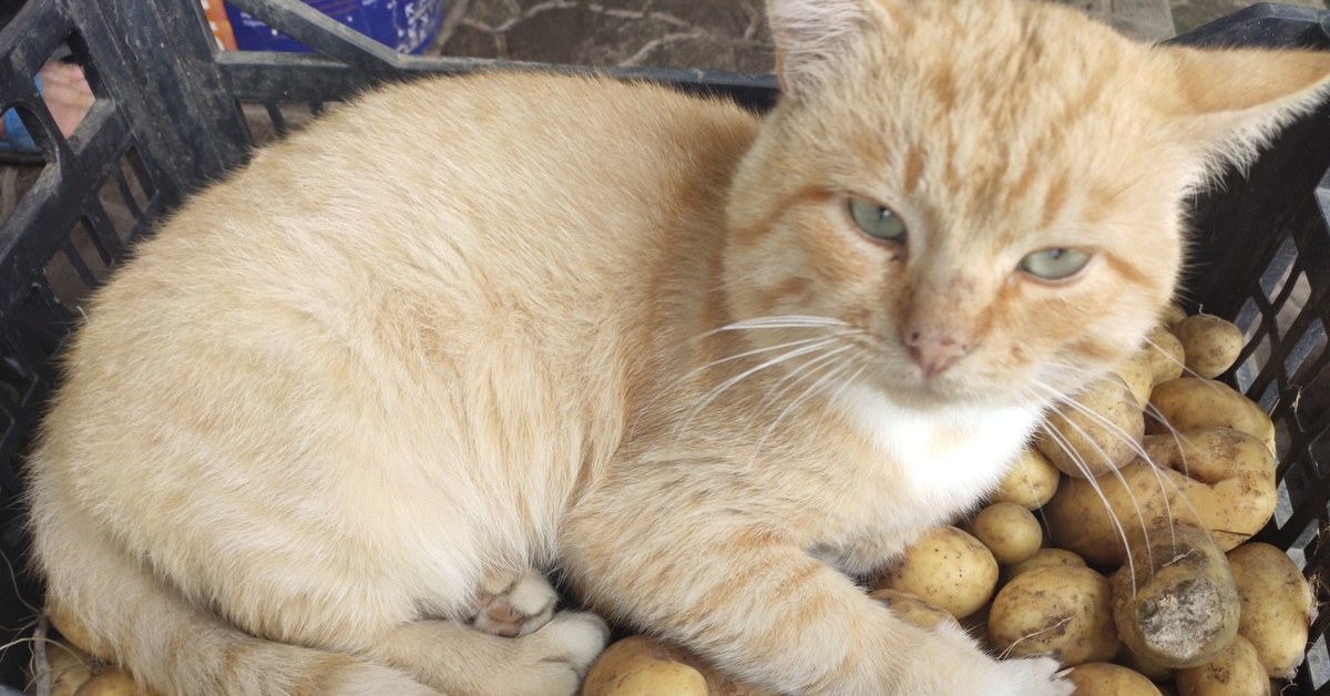 Кот картошка эстетика фото. Картофель животным. Коты которые едят картошку. Кот чистит картошку. Можно ли котам картошку вареную.