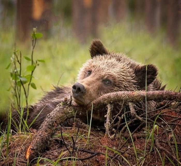 Взгрустнулось