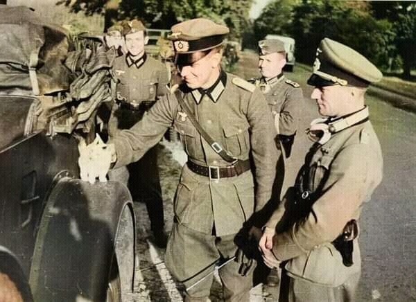 Котиков любят все