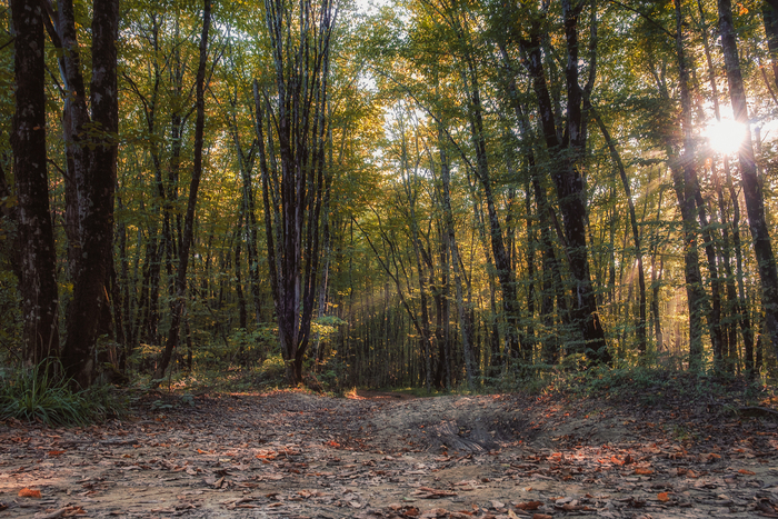 Дорога в осень