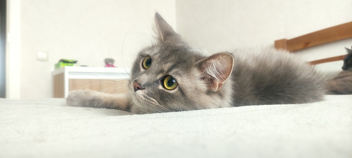 Котег