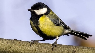 ������ - ������������ �������