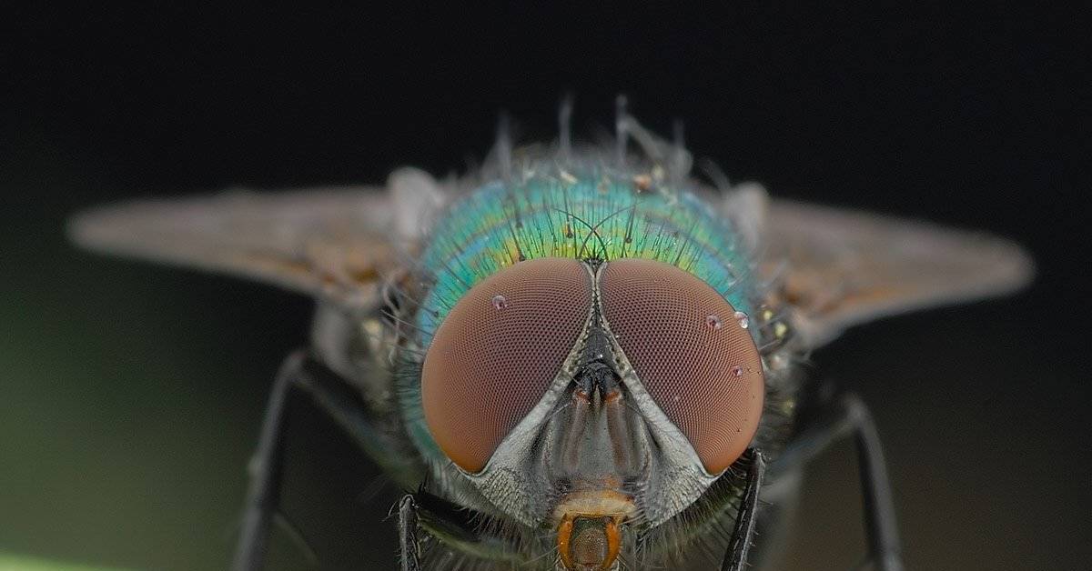 Гнус. Муха гнус. Глаза мухи. Муха под микроскопом. Глаза мухи под микроскопом.