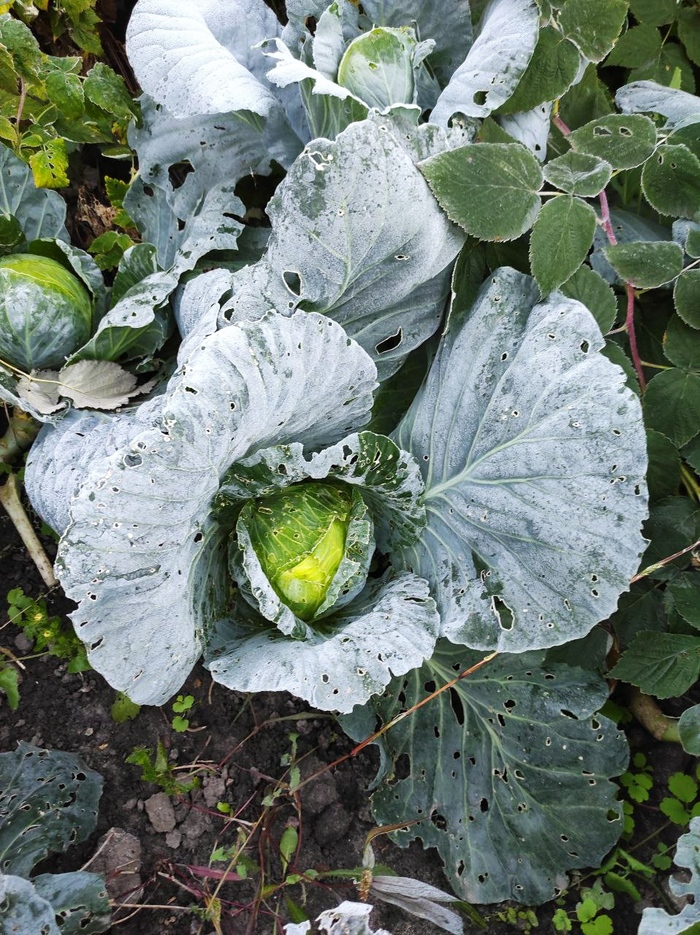 ������ ���������