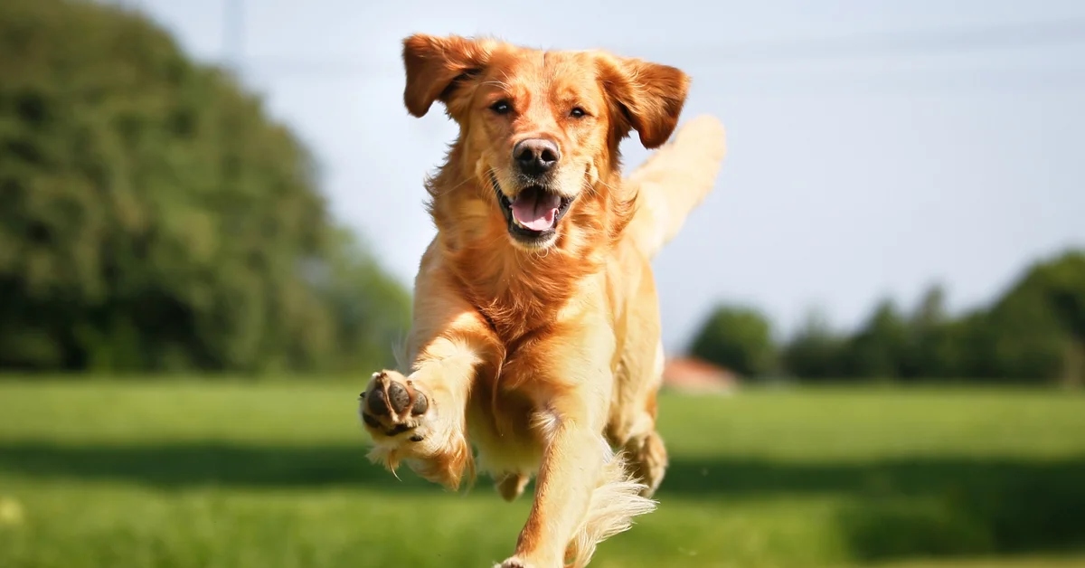Почему собаки радуются. Золотистый ретривер. Радостная собака. Счастливый пес. Золотистый ретривер на прогулке.