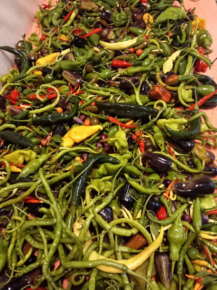 Угадайте сорт