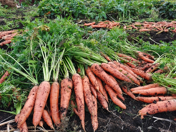 Огород и Сад - Два в Одном