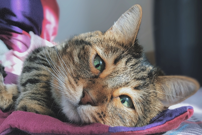 Эти глаза напротив...