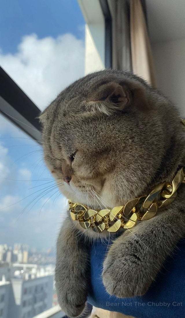 Печалька у котэ