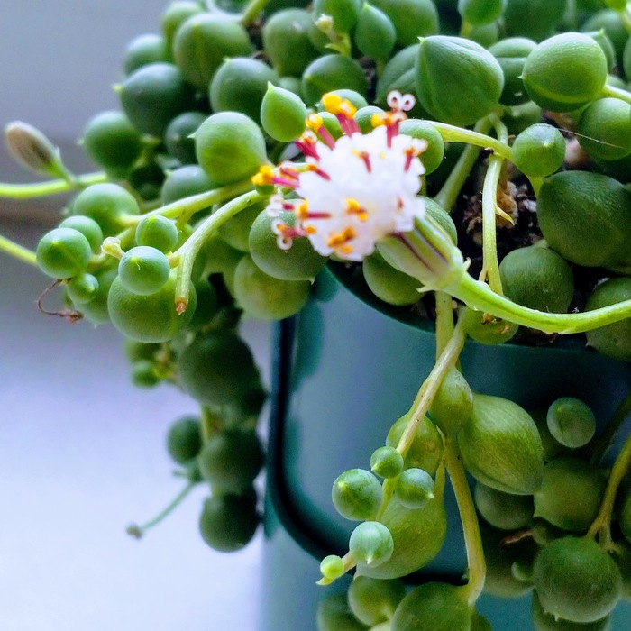 1632285550121373100 Как выглядит все под микроскопом