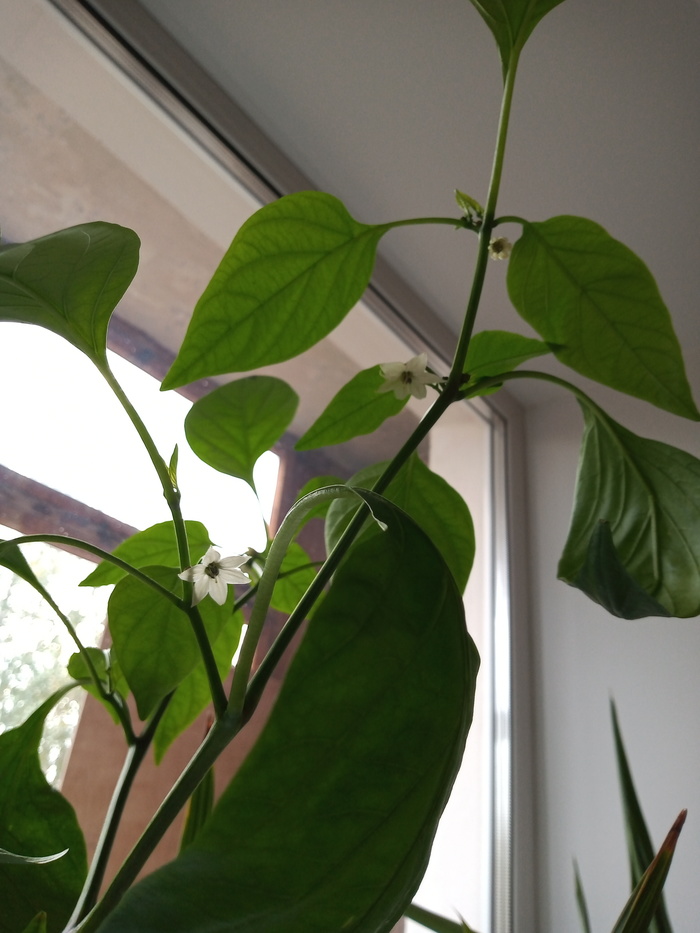 Мой халапешка