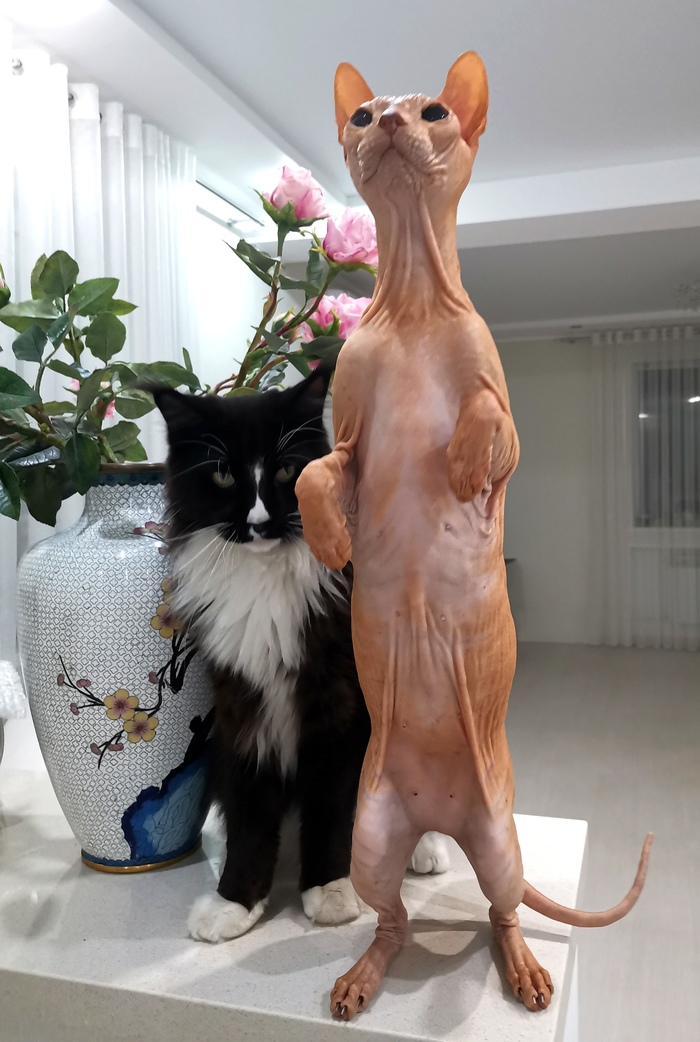 Кото эректус - кот прямоходящий