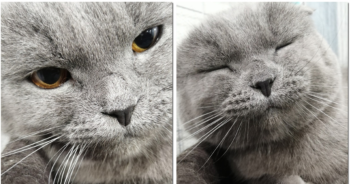 британская короткошёрстная кошка шартрез. котик грей. котики грей. кот серый. грей кот.