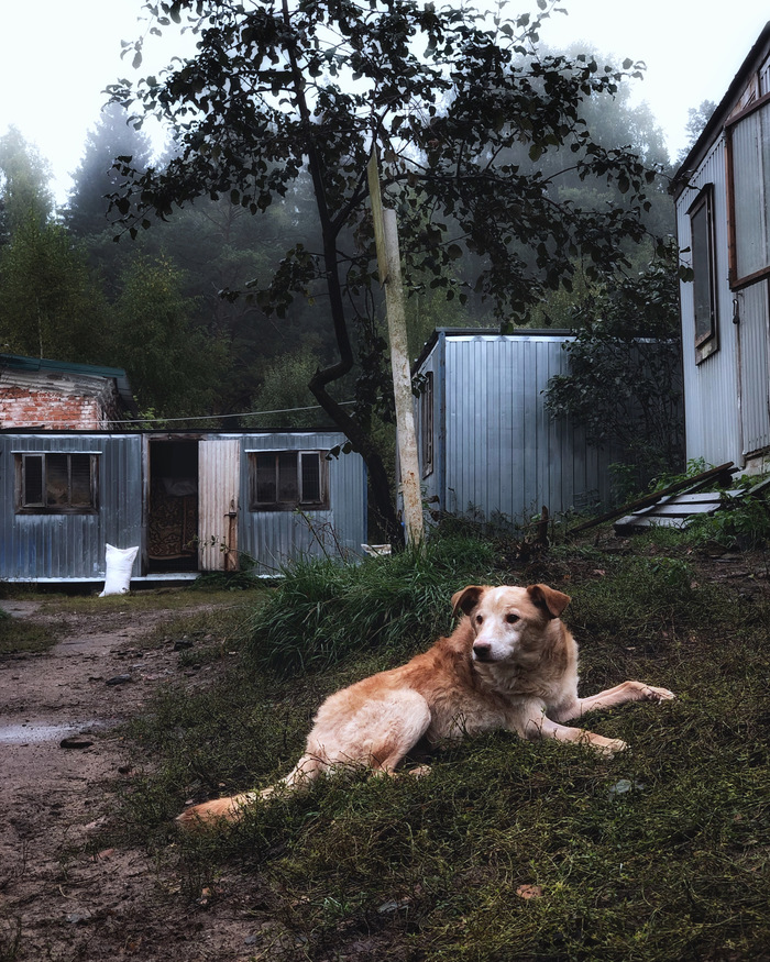 Утро в приюте