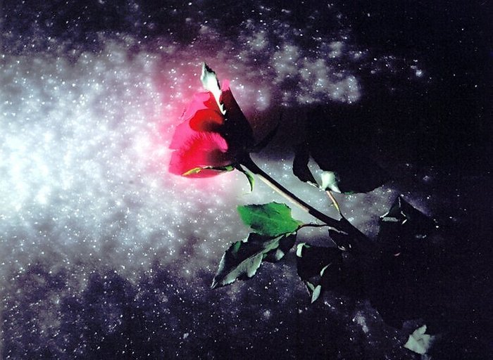 Замерзшая роза