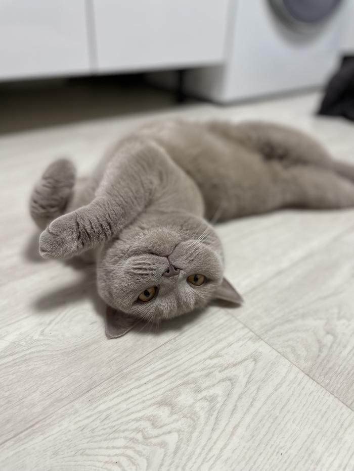 Кошка сломалас