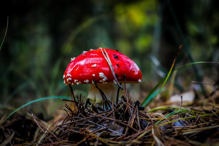 какие животные любят алкоголь. Смотреть фото какие животные любят алкоголь. Смотреть картинку какие животные любят алкоголь. Картинка про какие животные любят алкоголь. Фото какие животные любят алкоголь