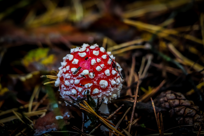 какие животные любят алкоголь. Смотреть фото какие животные любят алкоголь. Смотреть картинку какие животные любят алкоголь. Картинка про какие животные любят алкоголь. Фото какие животные любят алкоголь