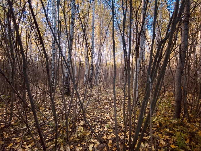 �������� ����� �����