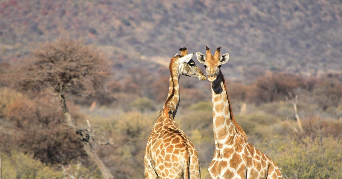 Какие животные кроме. Южноафриканский Жираф. Африканский Жираф Giraffe. Жираф Саванна Африка. Сафари Жирафы.