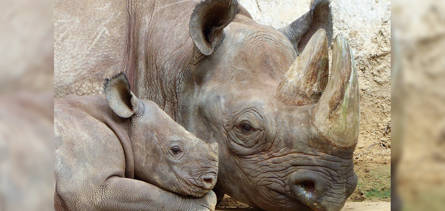 Как называют носорога. Носорог. Всемирный день носорога. Носорог картинка. Самка носорога.