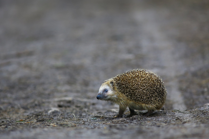   ,    ,  , , The National Geographic, 