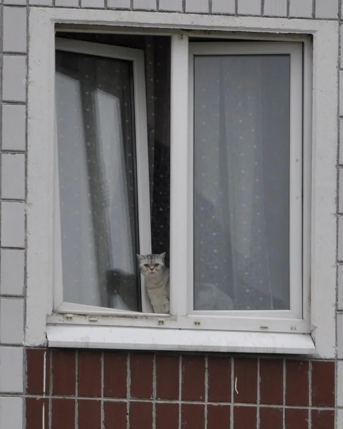 Кошка на 6-м этаже обрушившегося дома Ногинск, Авария, Домашние животные, Видео, Длиннопост, Кот, Негатив