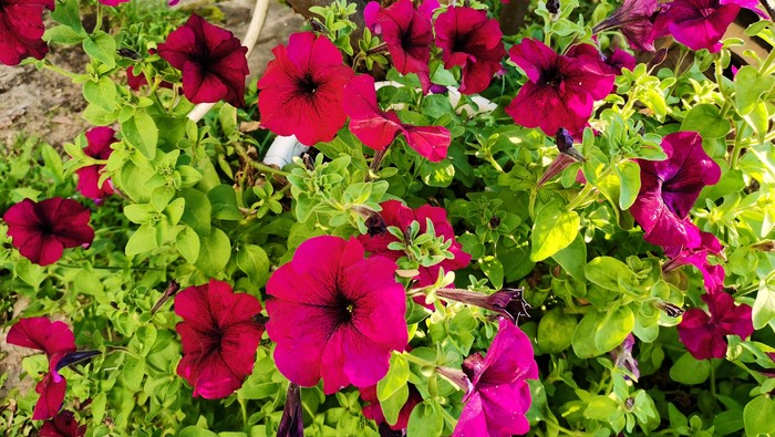 Петуния Рубиновые Звезды