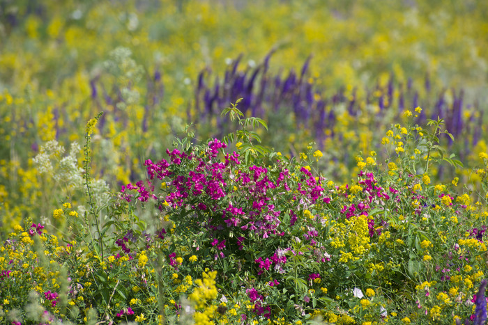 кто такой аксолотль рыба или лягушка. Смотреть фото кто такой аксолотль рыба или лягушка. Смотреть картинку кто такой аксолотль рыба или лягушка. Картинка про кто такой аксолотль рыба или лягушка. Фото кто такой аксолотль рыба или лягушка кто такой аксолотль рыба или лягушка. Смотреть фото кто такой аксолотль рыба или лягушка. Смотреть картинку кто такой аксолотль рыба или лягушка. Картинка про кто такой аксолотль рыба или лягушка. Фото кто такой аксолотль рыба или лягушка