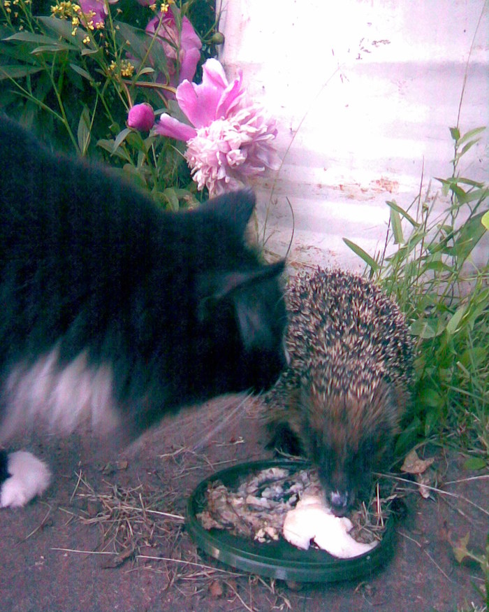 Кот виртуоз!