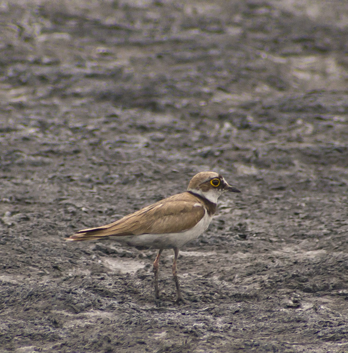 кто такой аксолотль рыба или лягушка. Смотреть фото кто такой аксолотль рыба или лягушка. Смотреть картинку кто такой аксолотль рыба или лягушка. Картинка про кто такой аксолотль рыба или лягушка. Фото кто такой аксолотль рыба или лягушка кто такой аксолотль рыба или лягушка. Смотреть фото кто такой аксолотль рыба или лягушка. Смотреть картинку кто такой аксолотль рыба или лягушка. Картинка про кто такой аксолотль рыба или лягушка. Фото кто такой аксолотль рыба или лягушка