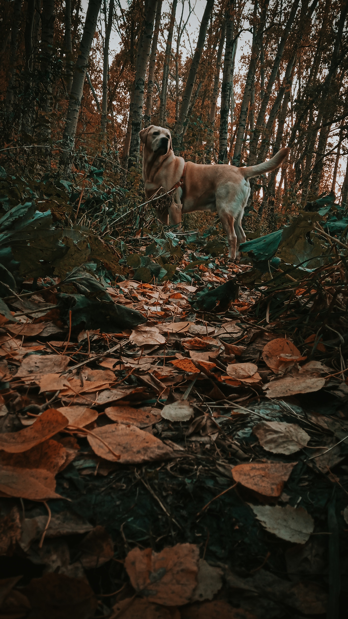 Осенний пёс