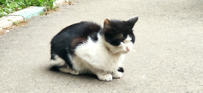 Бездомный котенок