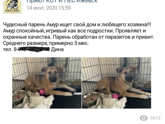 Для чего собакам дают рыбий жир. Смотреть фото Для чего собакам дают рыбий жир. Смотреть картинку Для чего собакам дают рыбий жир. Картинка про Для чего собакам дают рыбий жир. Фото Для чего собакам дают рыбий жир