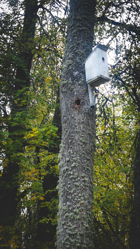 Хитрый хитрый птиц...