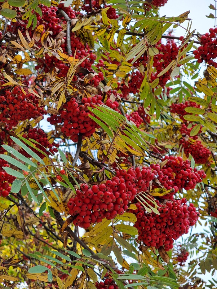 � ���������� �������� �������