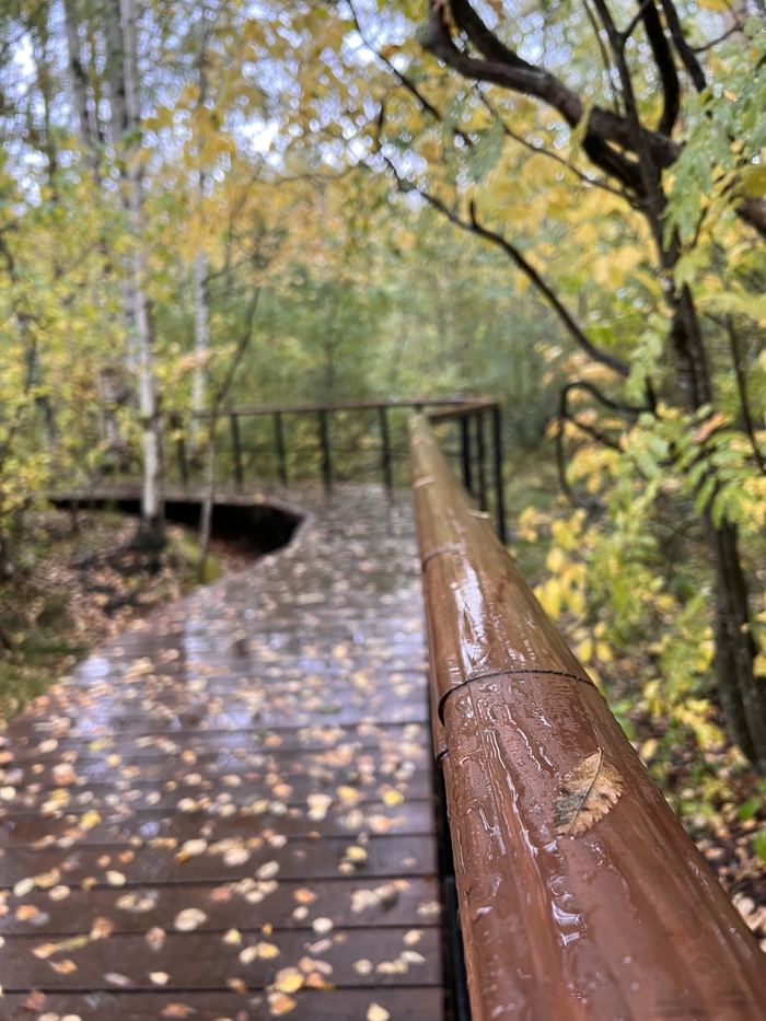 Лист после дождя