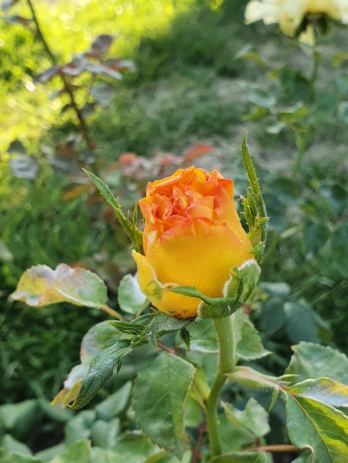       ,  , , 