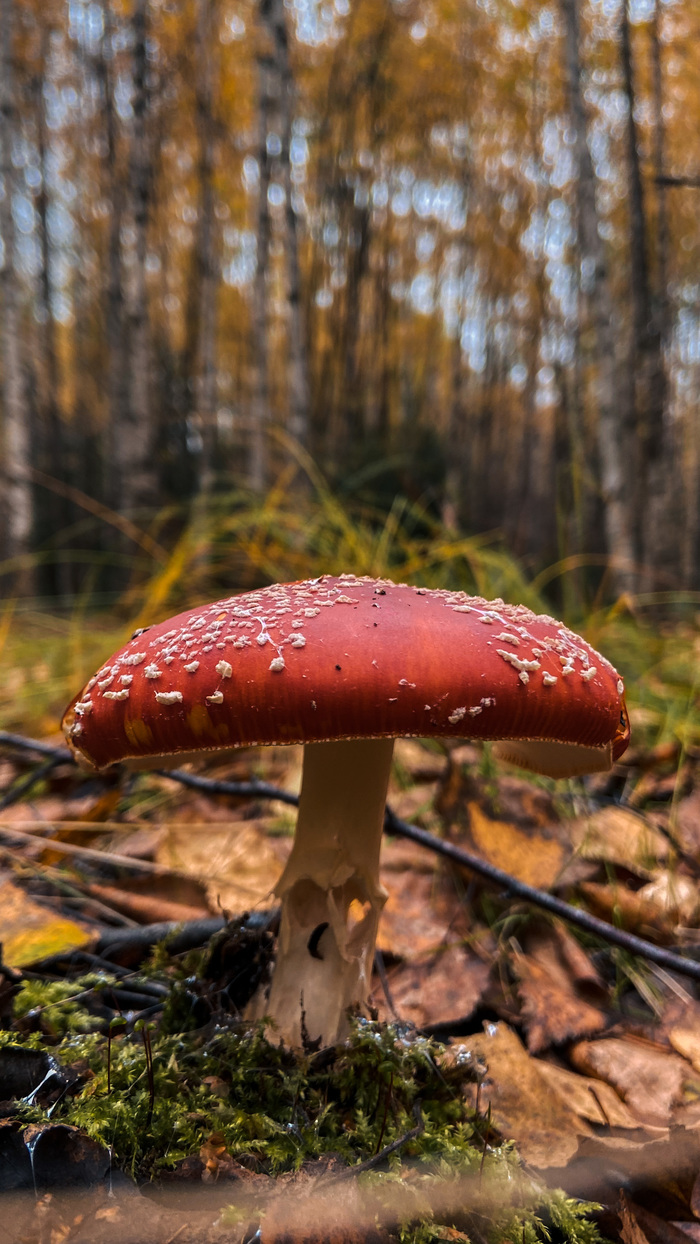 Болото ламмин суо как добраться на машине