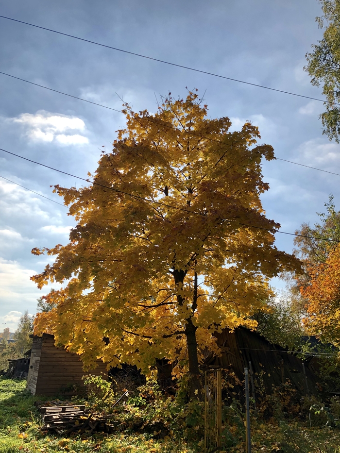 Золотая осень