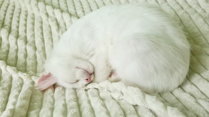 ���� ����� ��� �� ��������