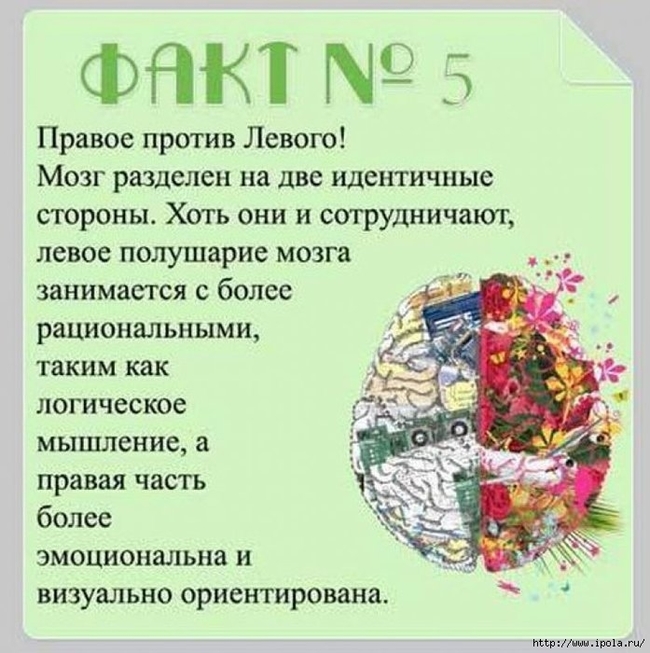 Внутренние факты. Интересные факты о мозге человека для детей. Интересные факты о головном мозге. Ин ересные фанты Пио мозг. Интересные факты о человеческом мозге.